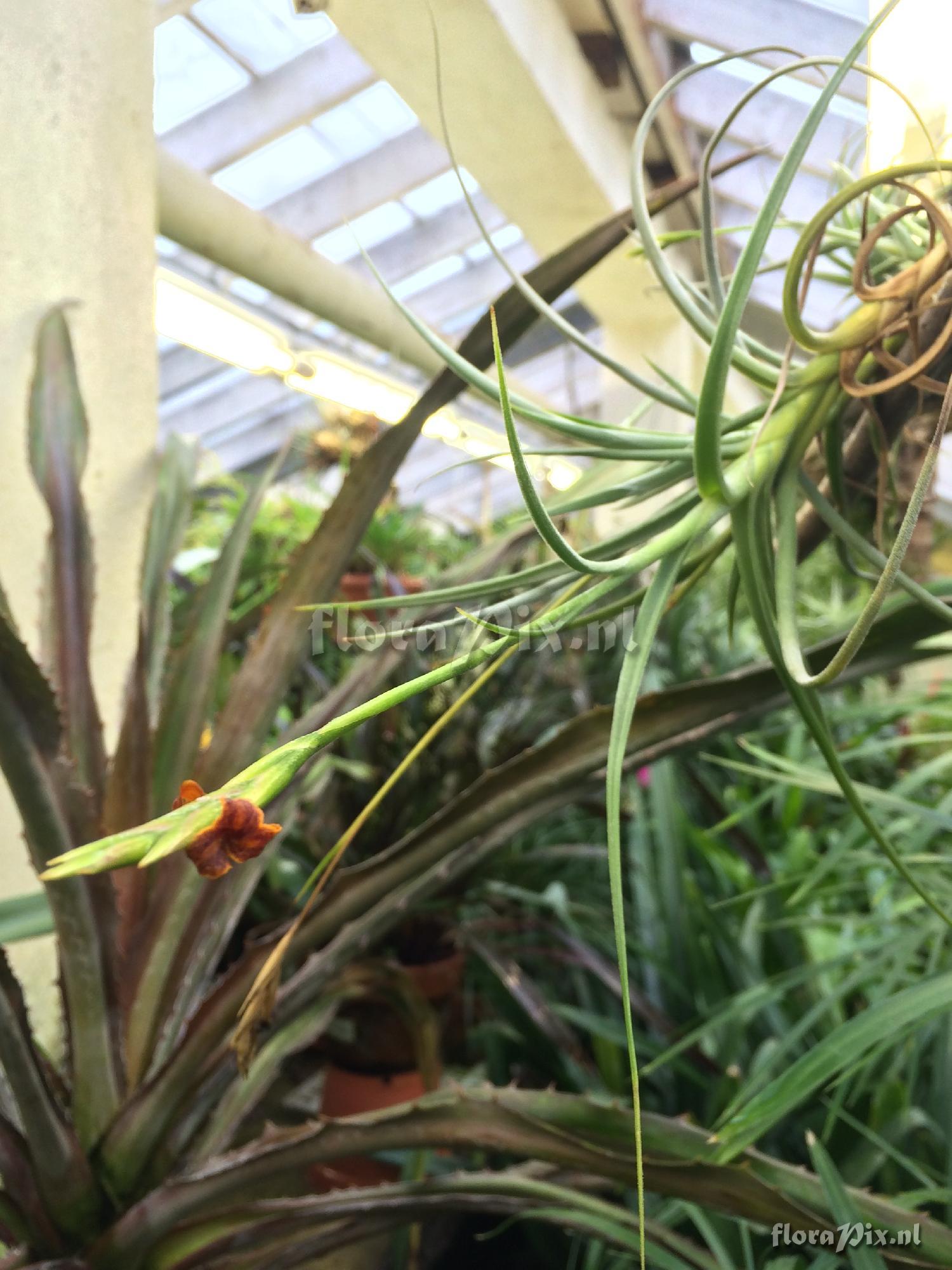 Tillandsia crocata x caliginosa