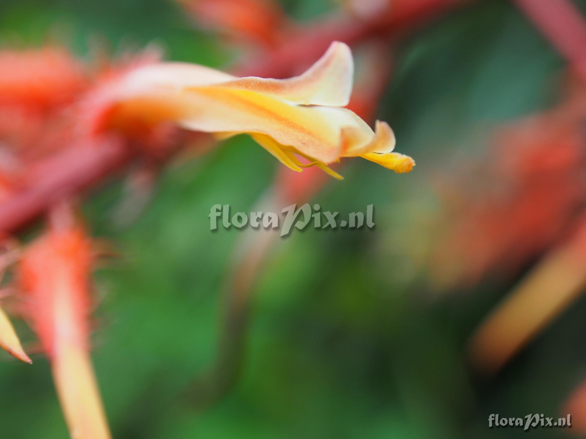 Pitcairnia sp