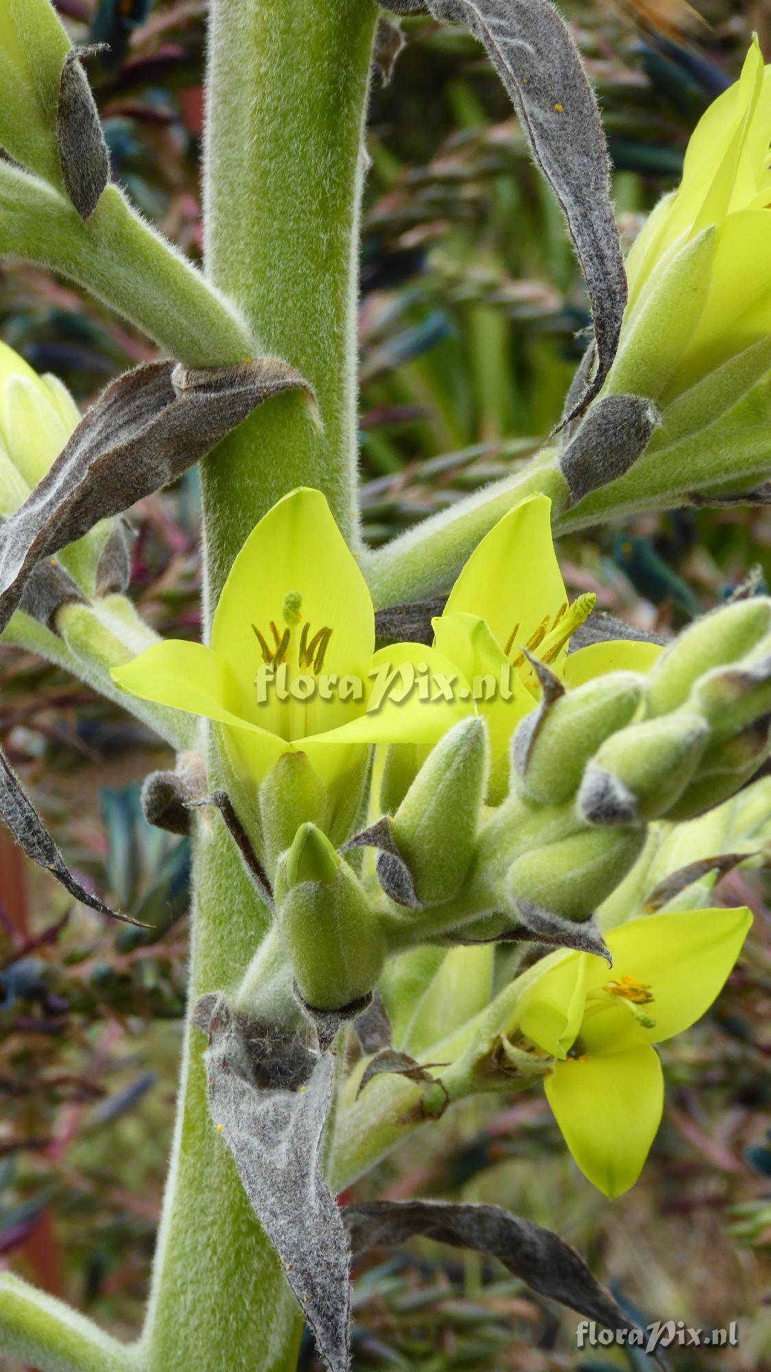 Puya boliviensis