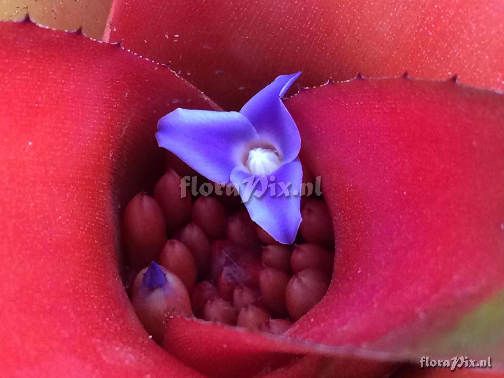 Neoregelia 