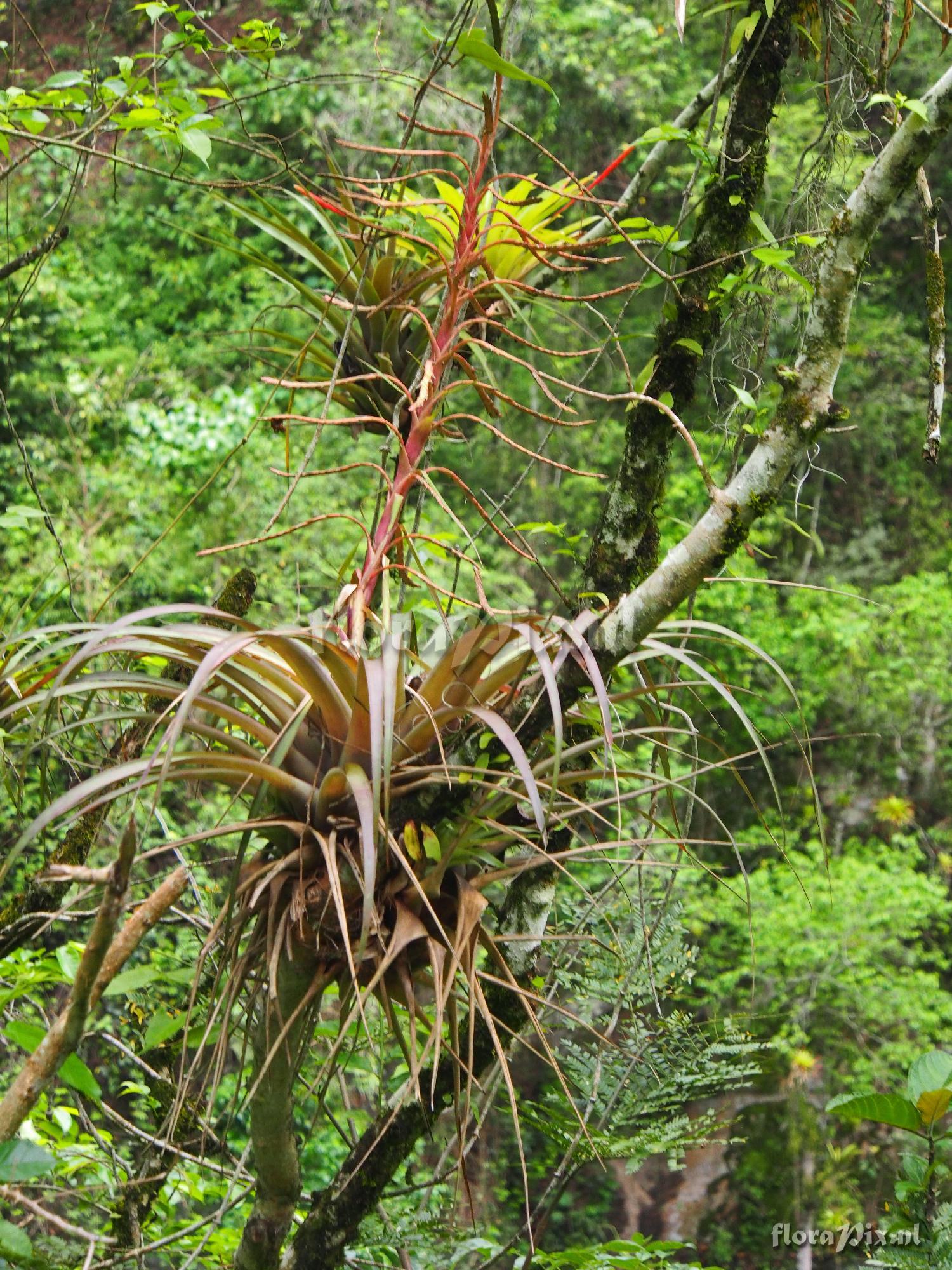 Tillandsia piepenbringii