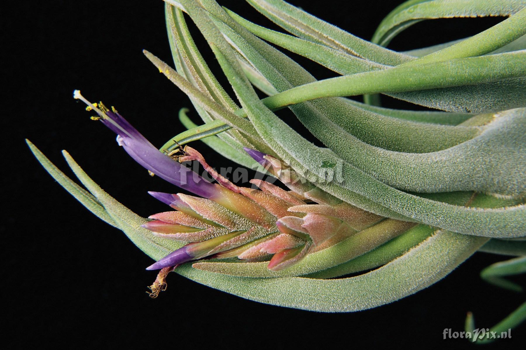 Tillandsia seleriana