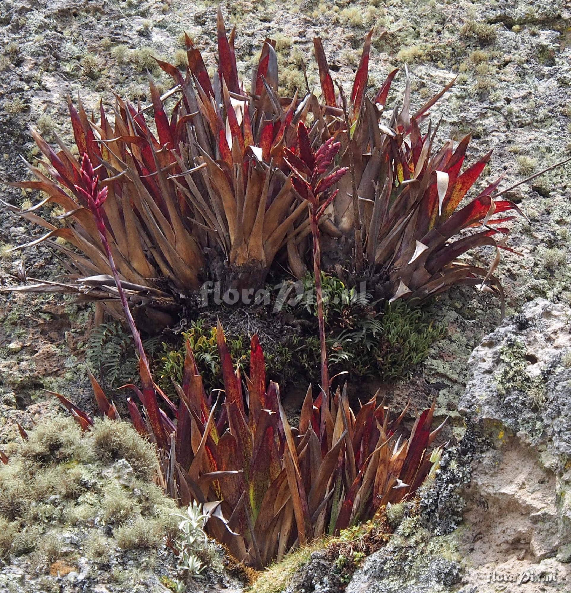 Tillandsia stenoura