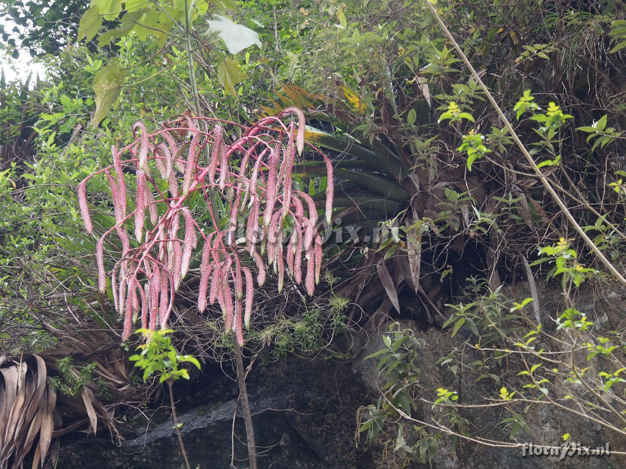 Tillandsia ferreyrae