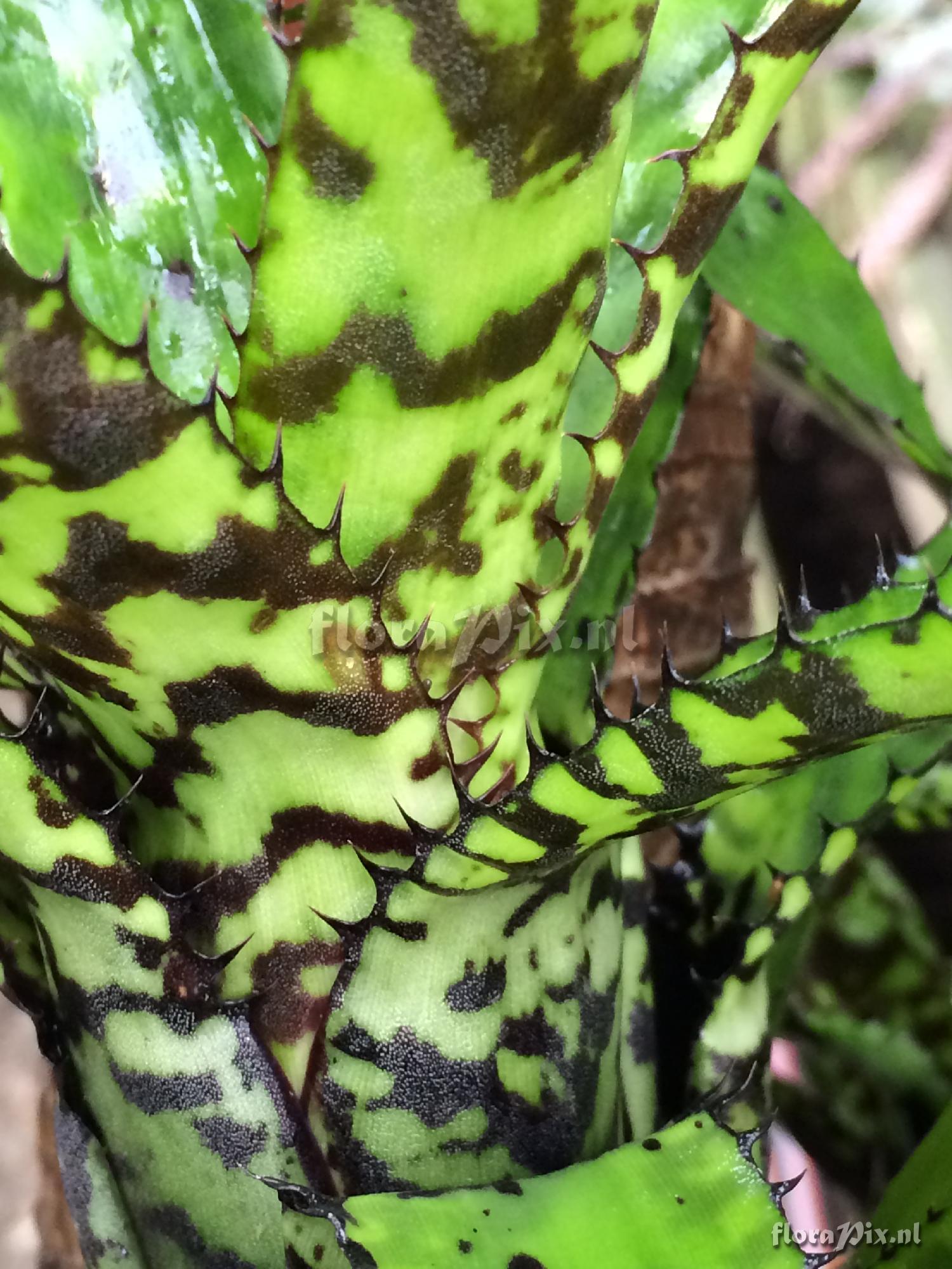 Aechmea orlandiana