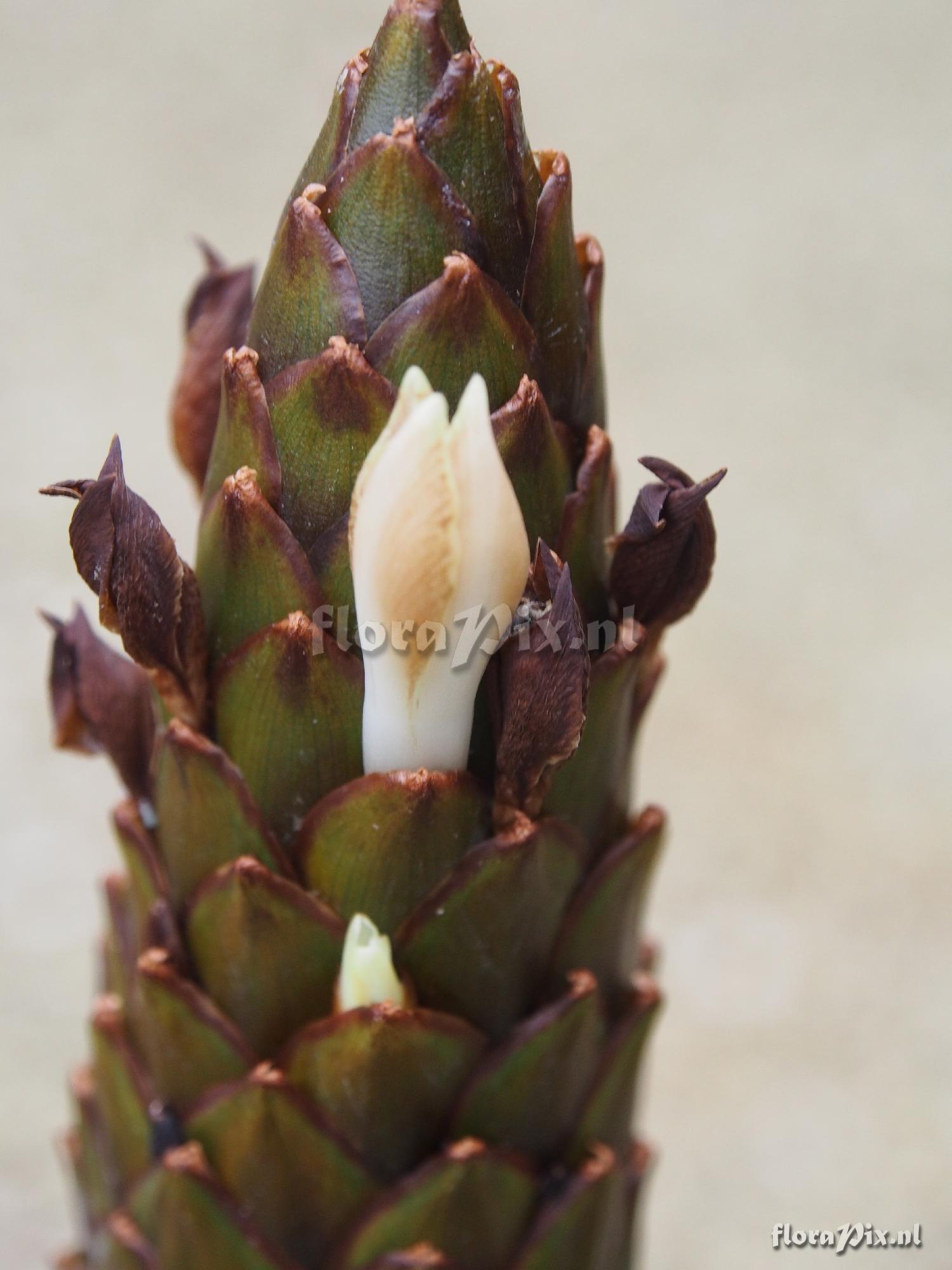 Guzmania foetida