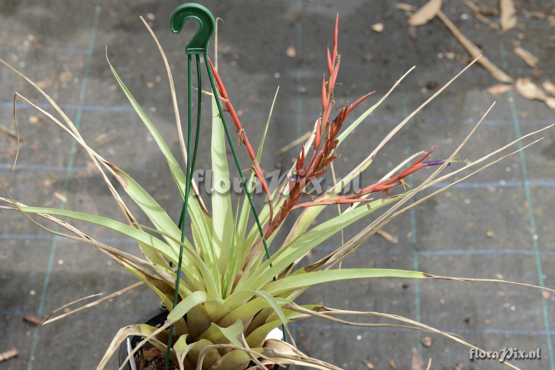 Tillandsia rauhii??