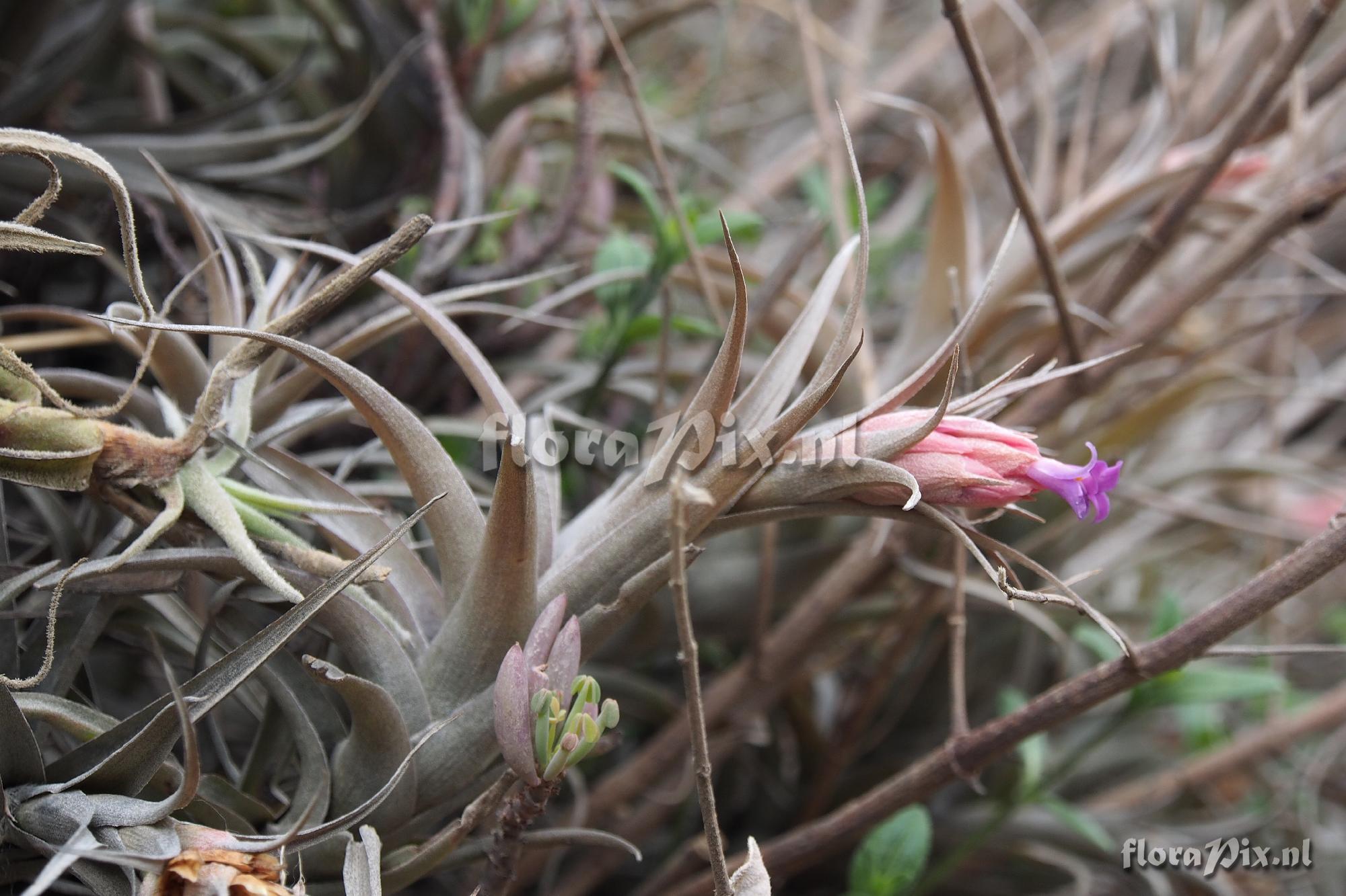 Tillandsia nana