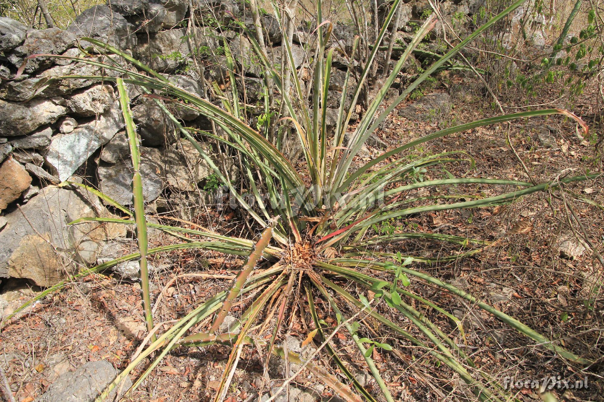 Bromelia karatas L.