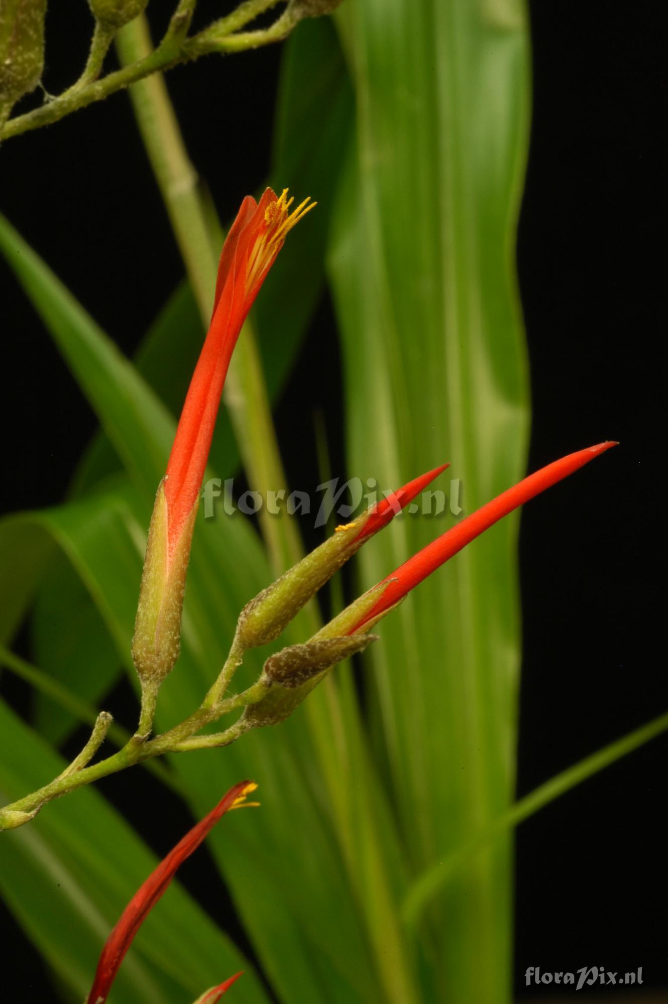 Pitcairnia pulverulenta 