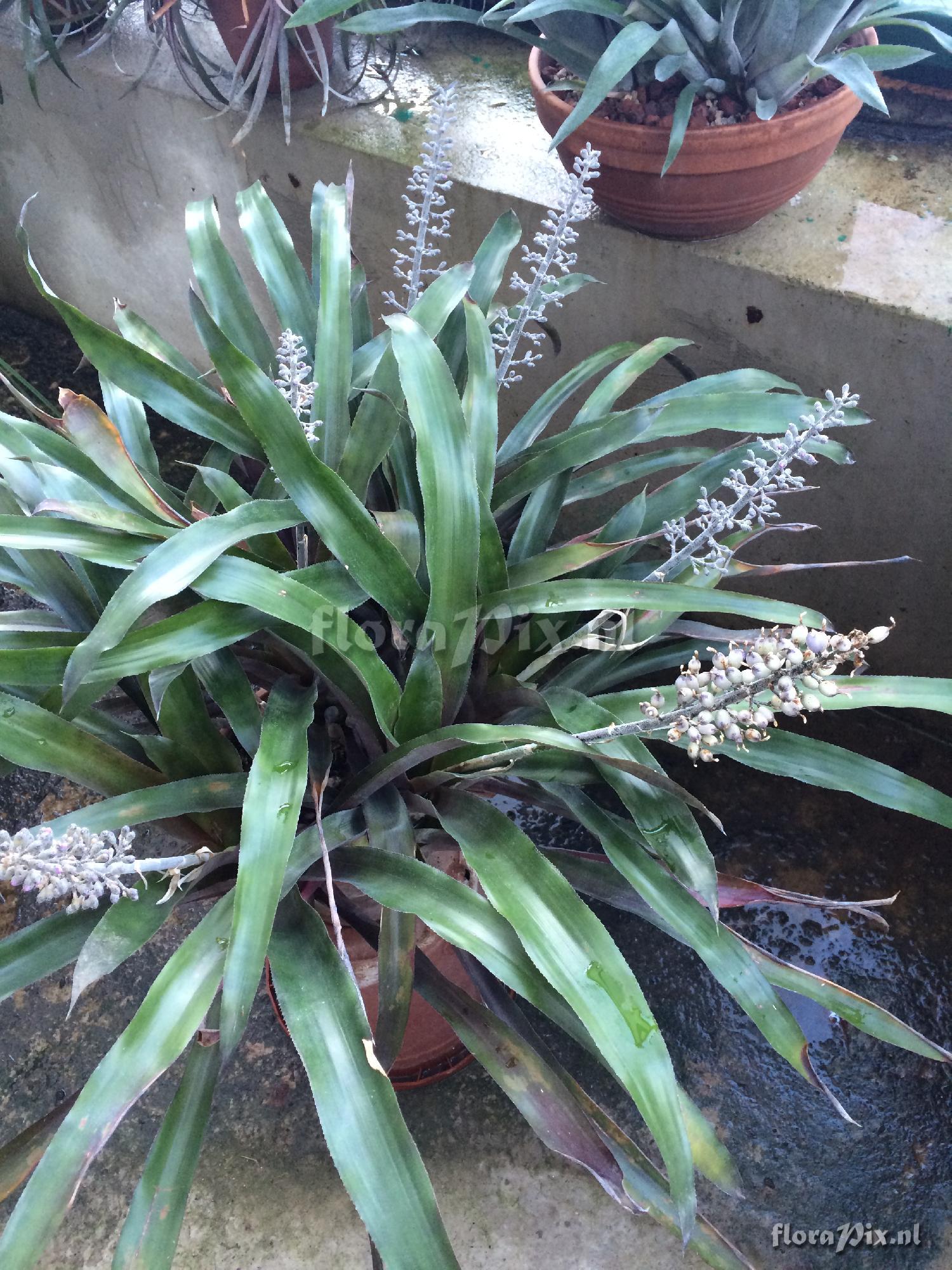 Aechmea lueddemanniana