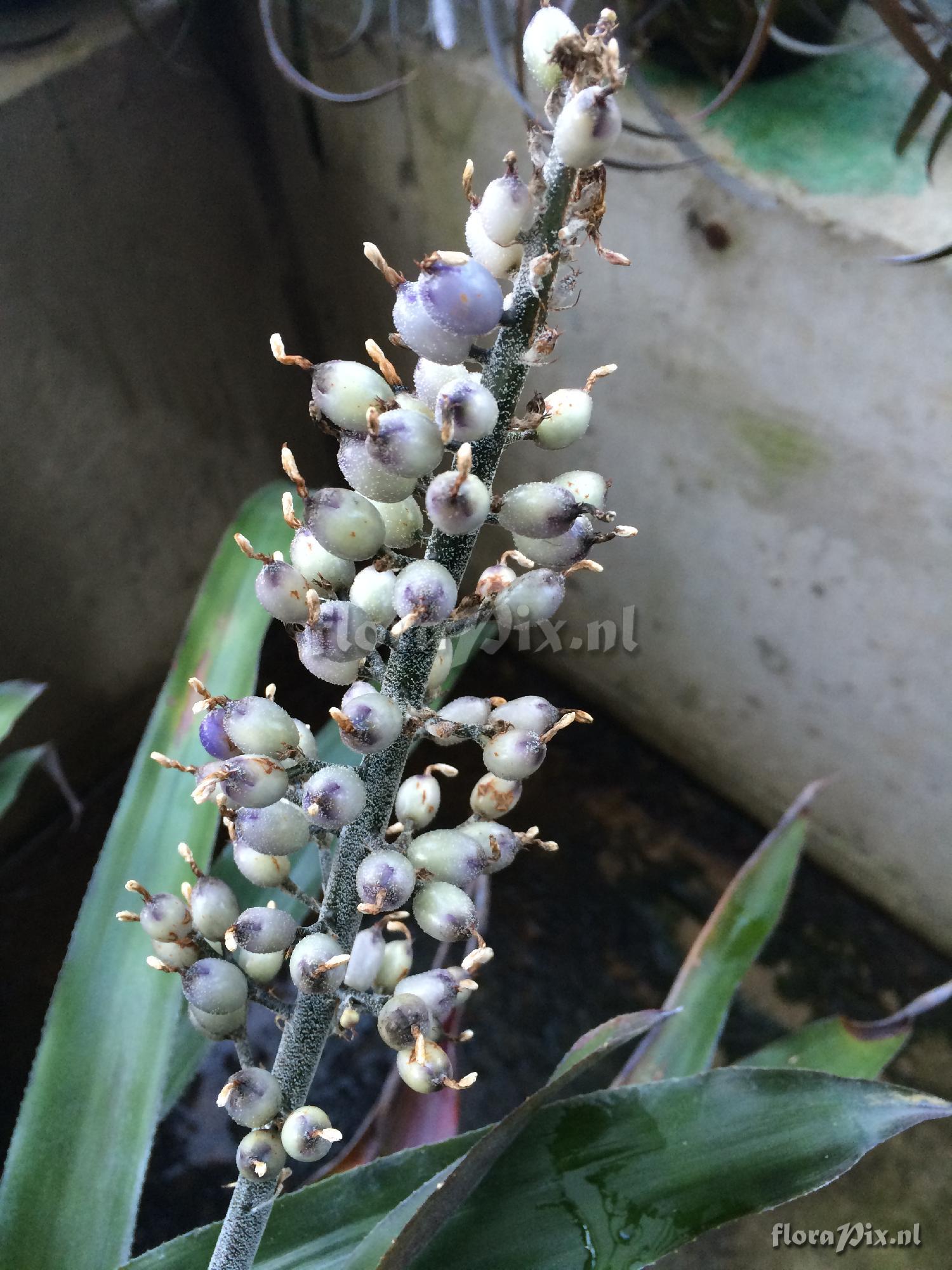 Aechmea lueddemanniana