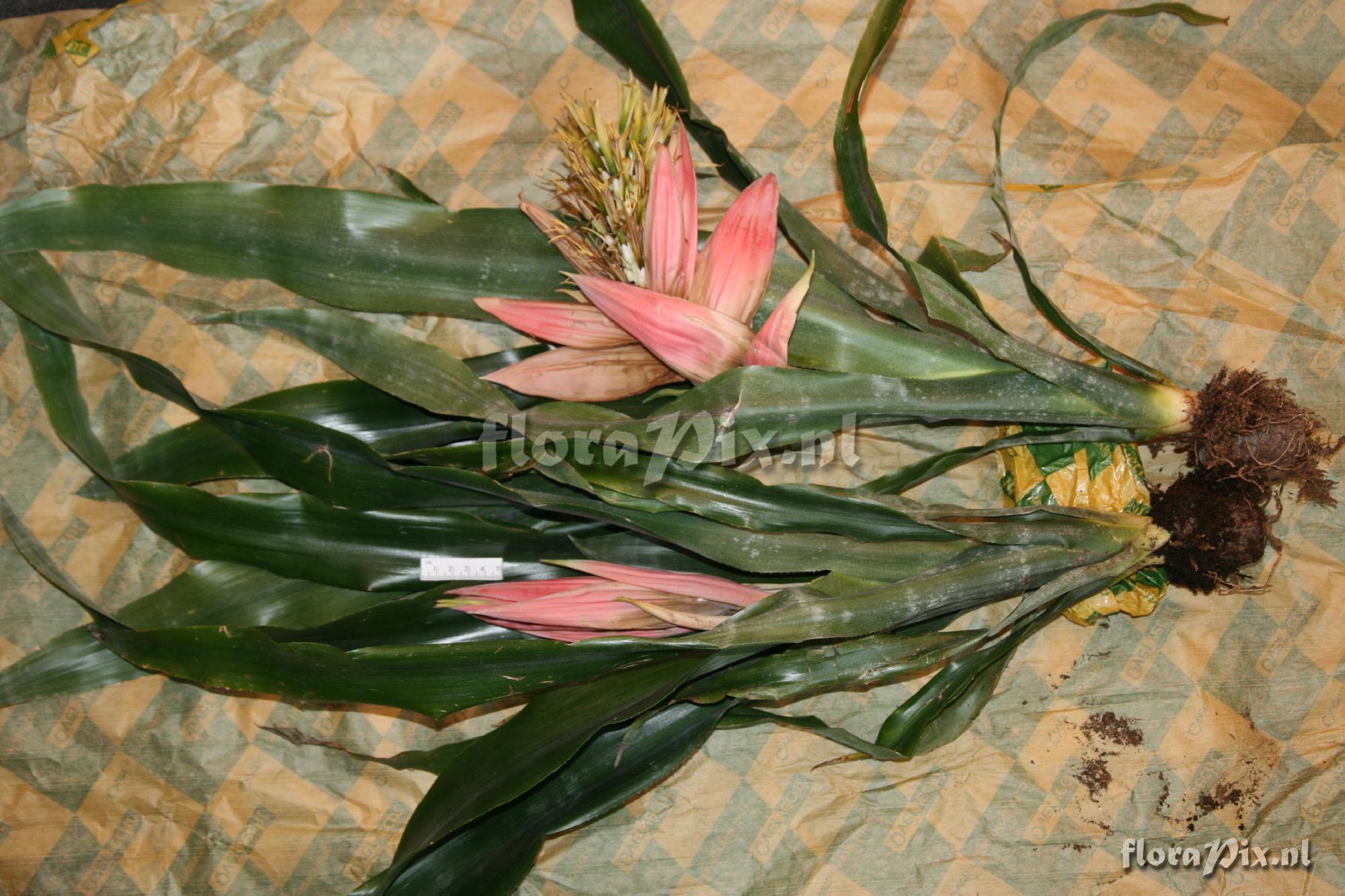 Billbergia decora