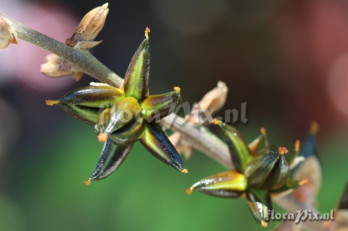 Dyckia hybrid with 9 seed capsules