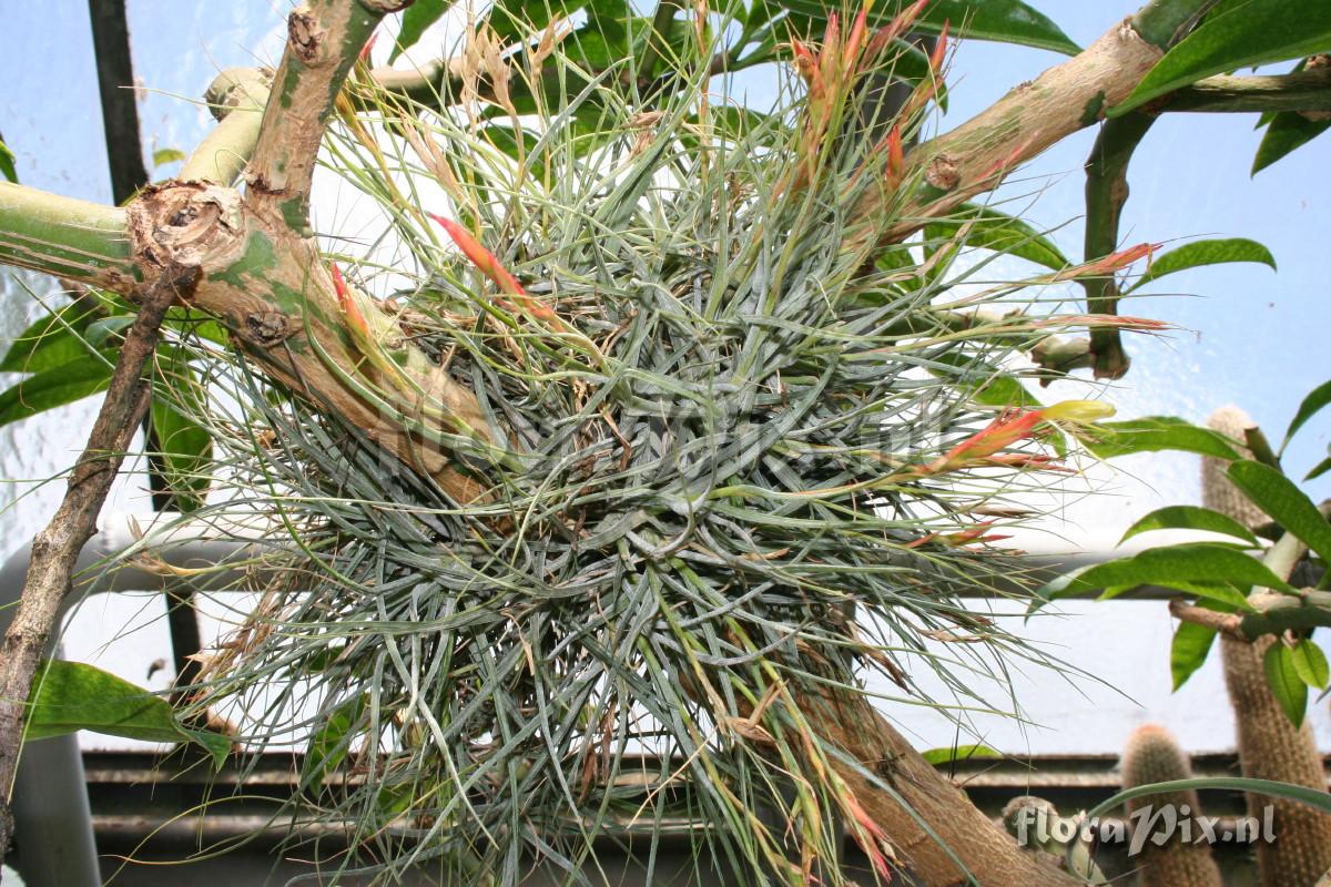 Tillandsia schiedeana