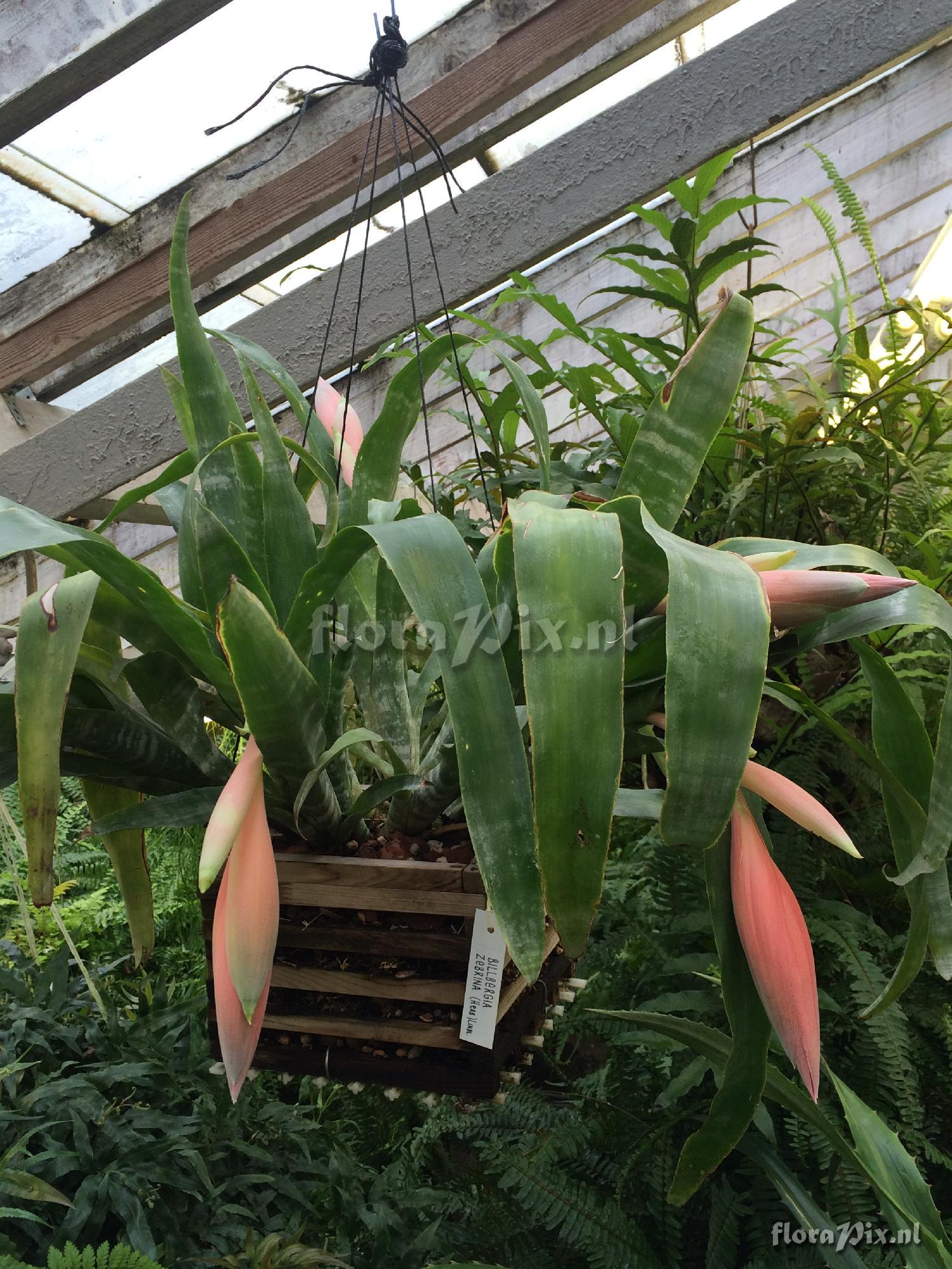 Billbergia zebrina