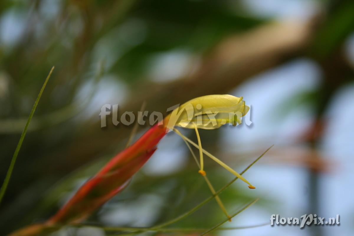 Tillandsia schiedeana