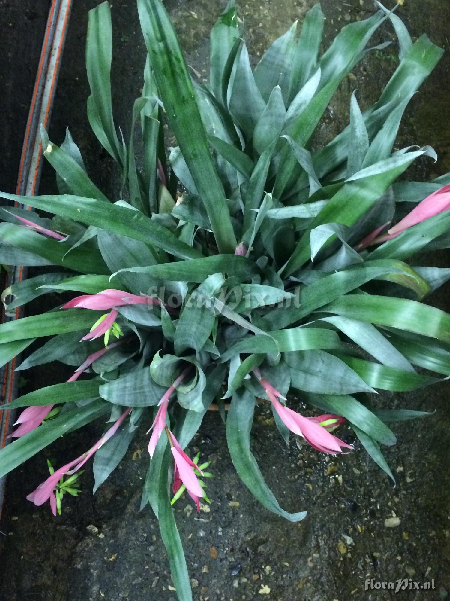 Billbergia distachya