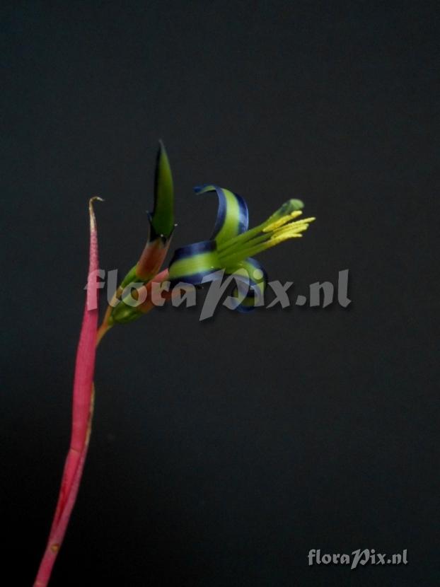 Billbergia nutans vel hybr.