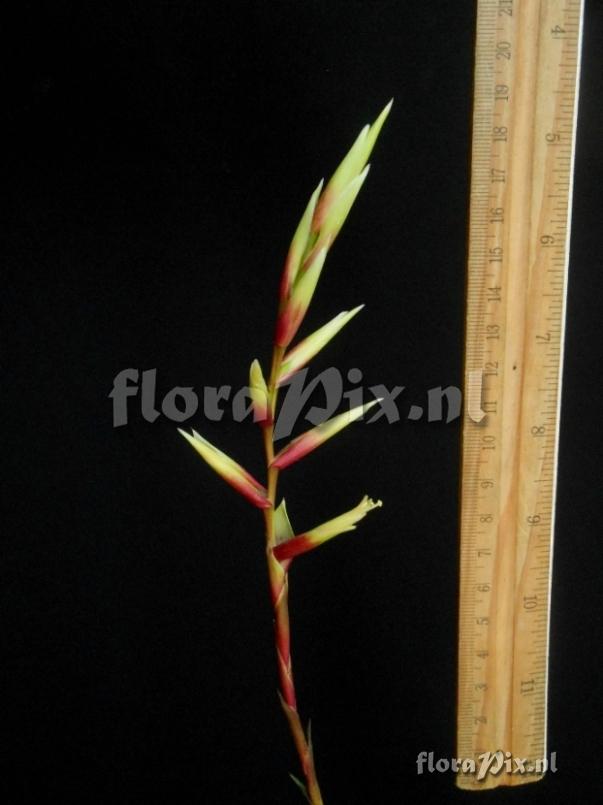 Vriesea sp