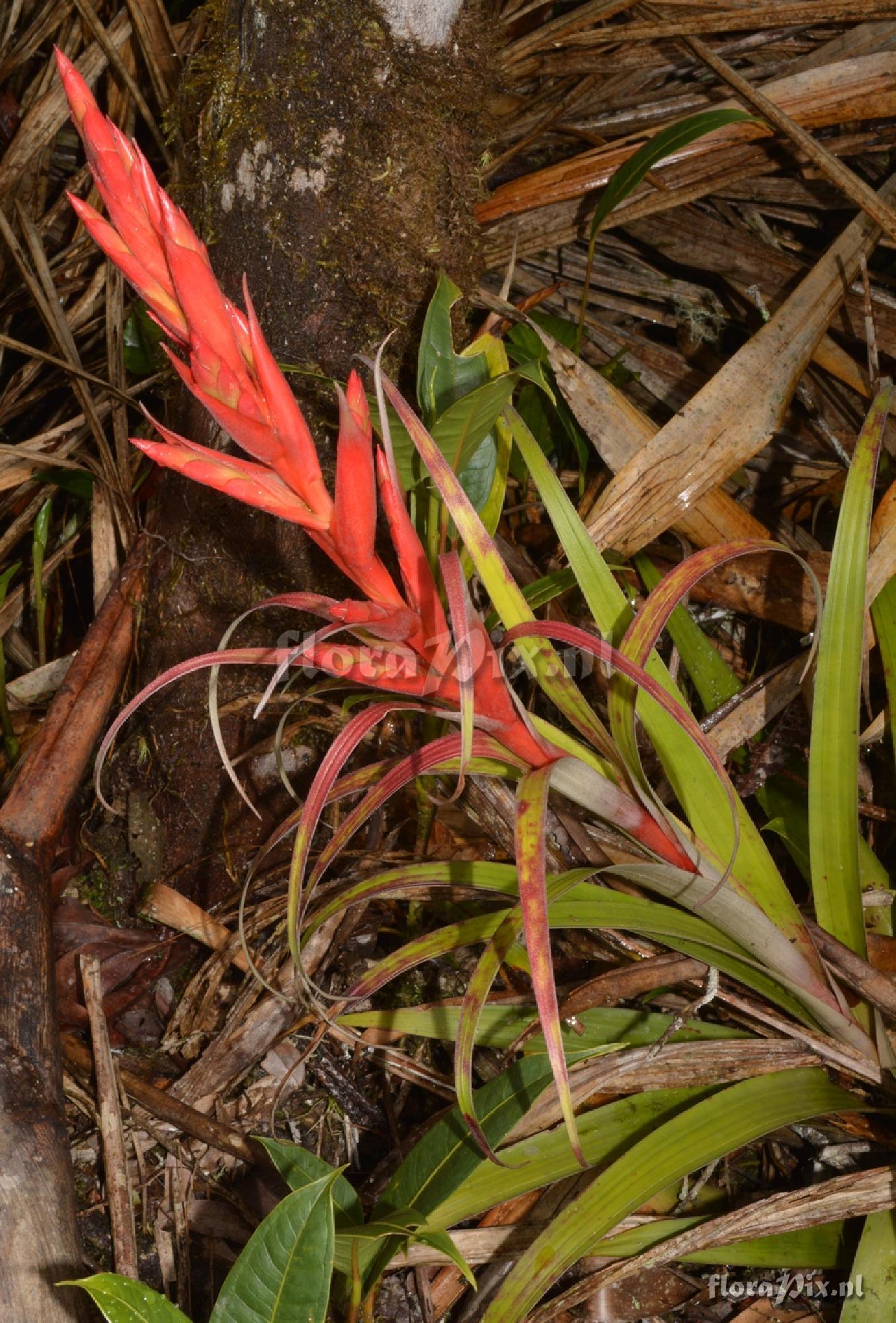 Tillandsia cf. confinis var. caudata