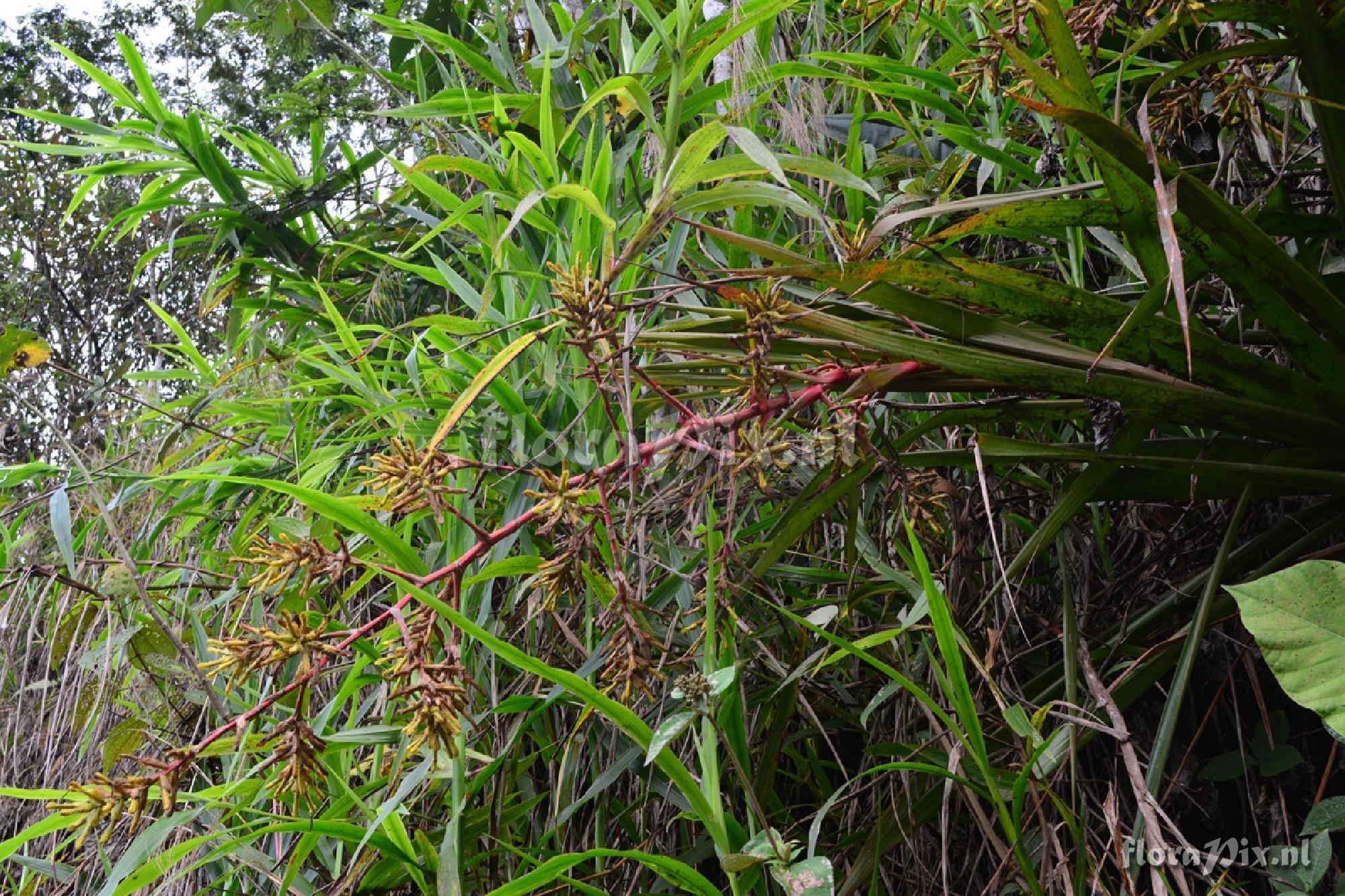 Guzmania radiata