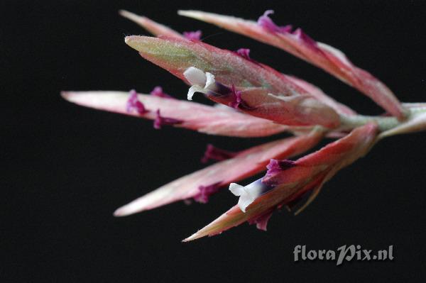 Tillandsia tectorum