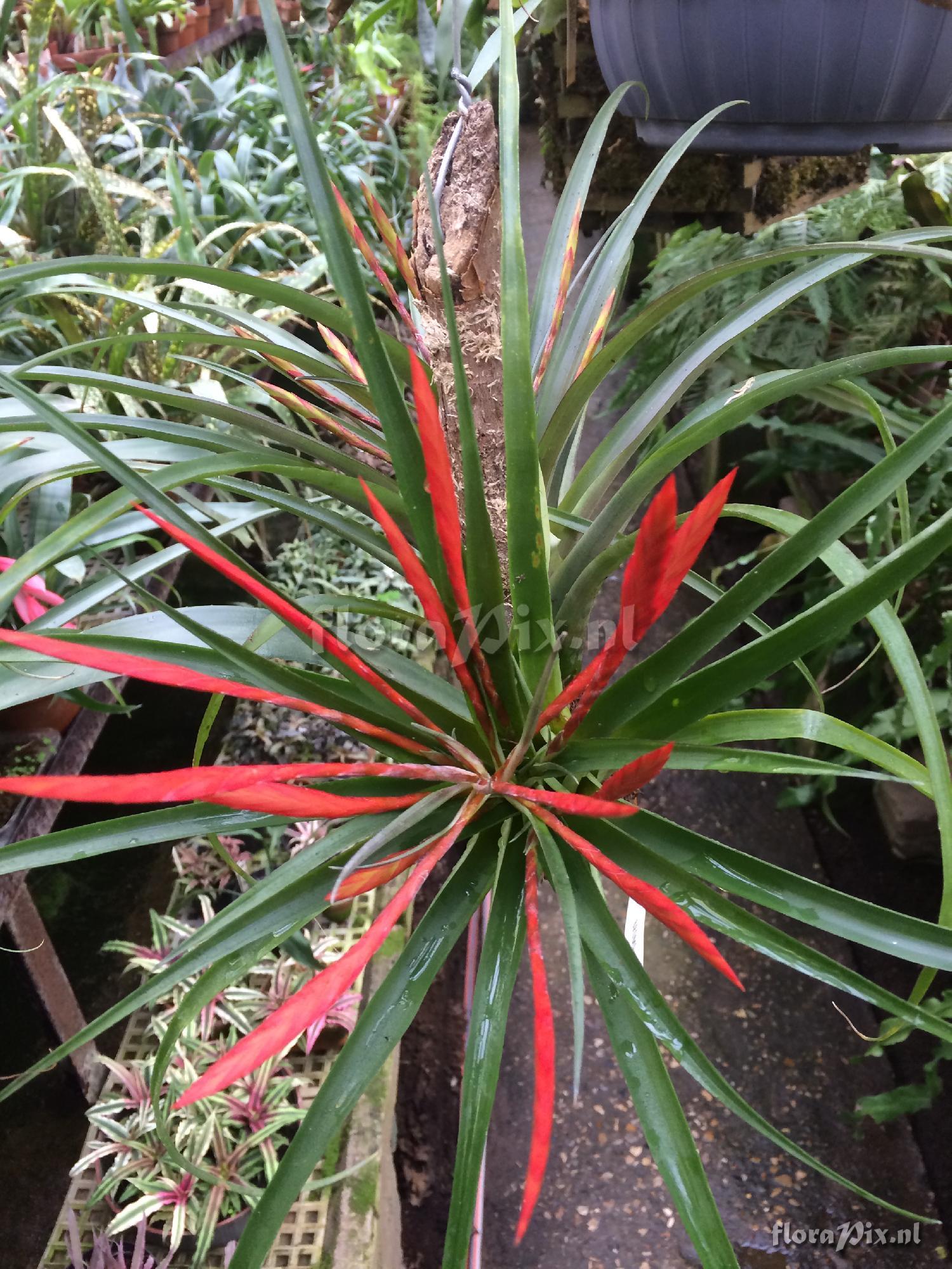 Tillandsia flabellata