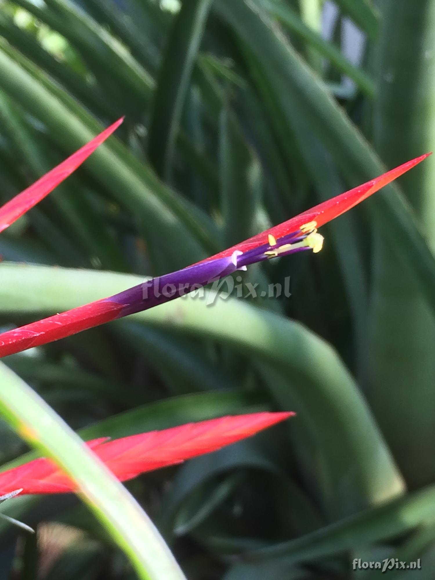 Tillandsia flabellata