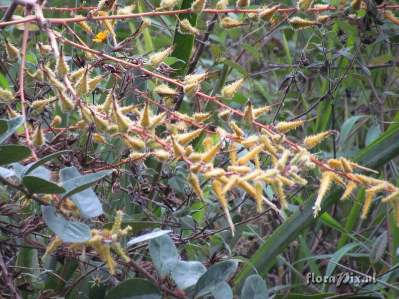 Pitcairnia echinata