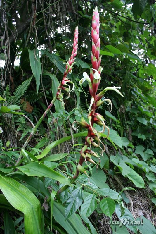 Pitcairnia maidifolia