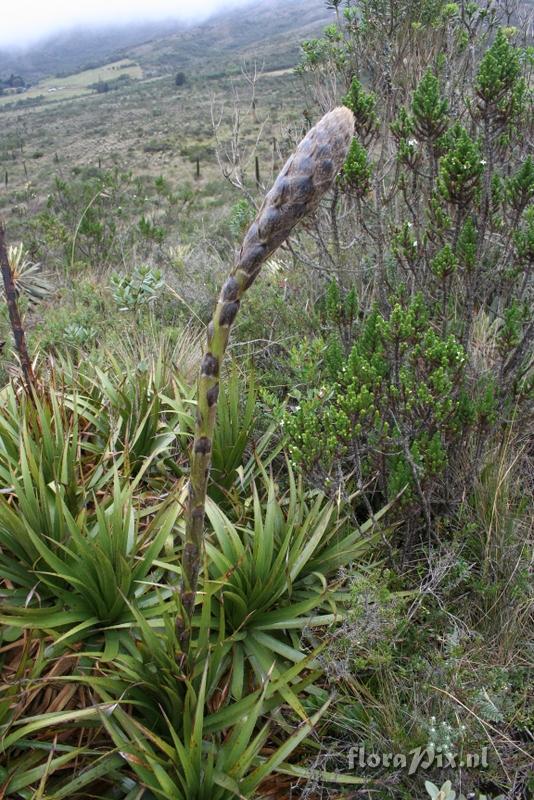 Puya sp.