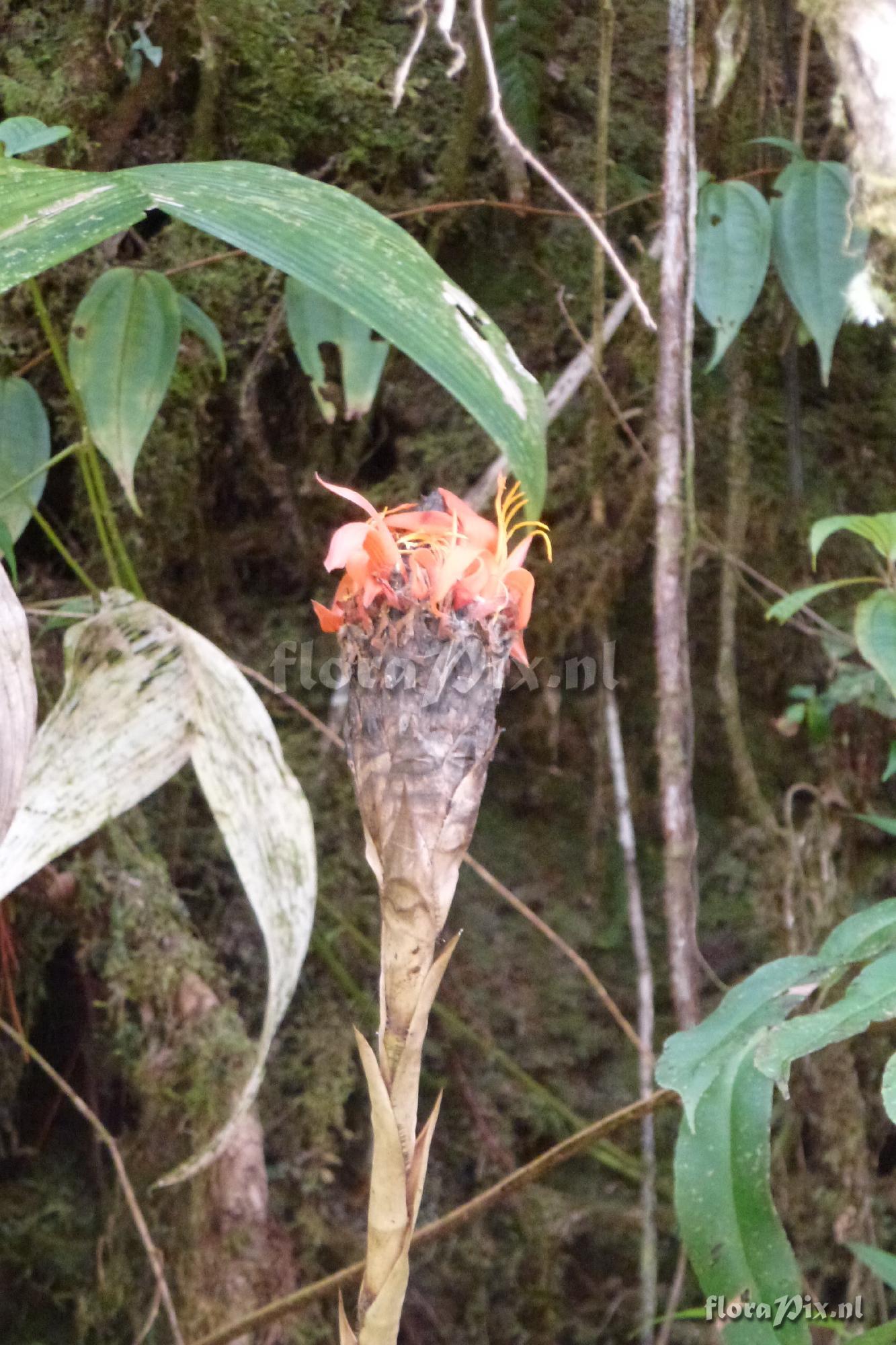 Pitcairnia sp