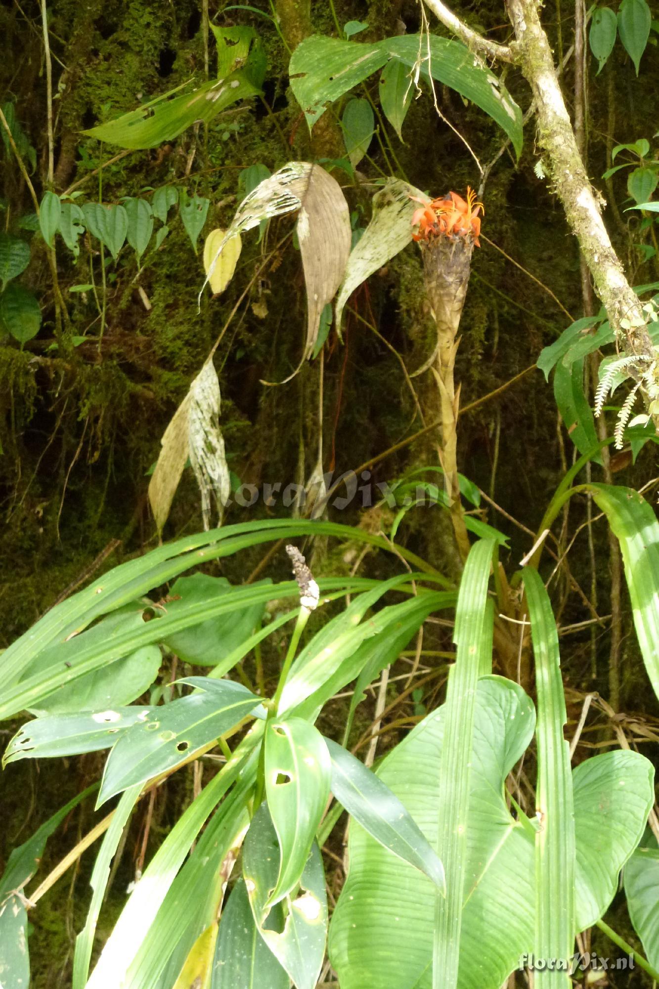 Pitcairnia sp
