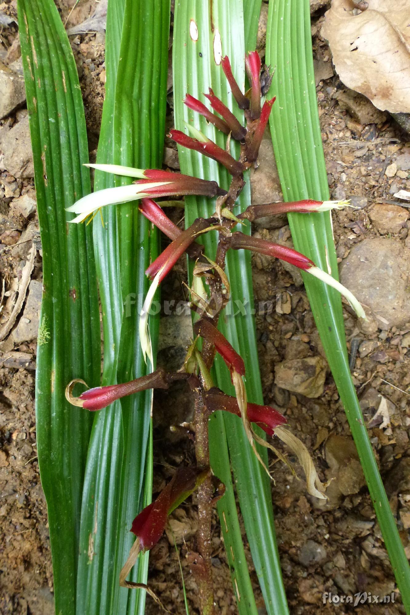 Pitcairnia sp?