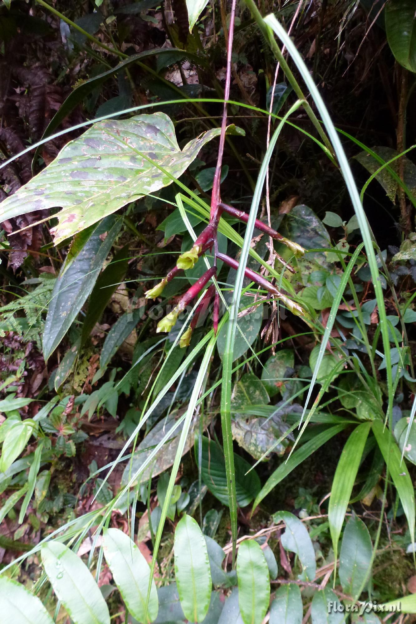 Guzmania sp?