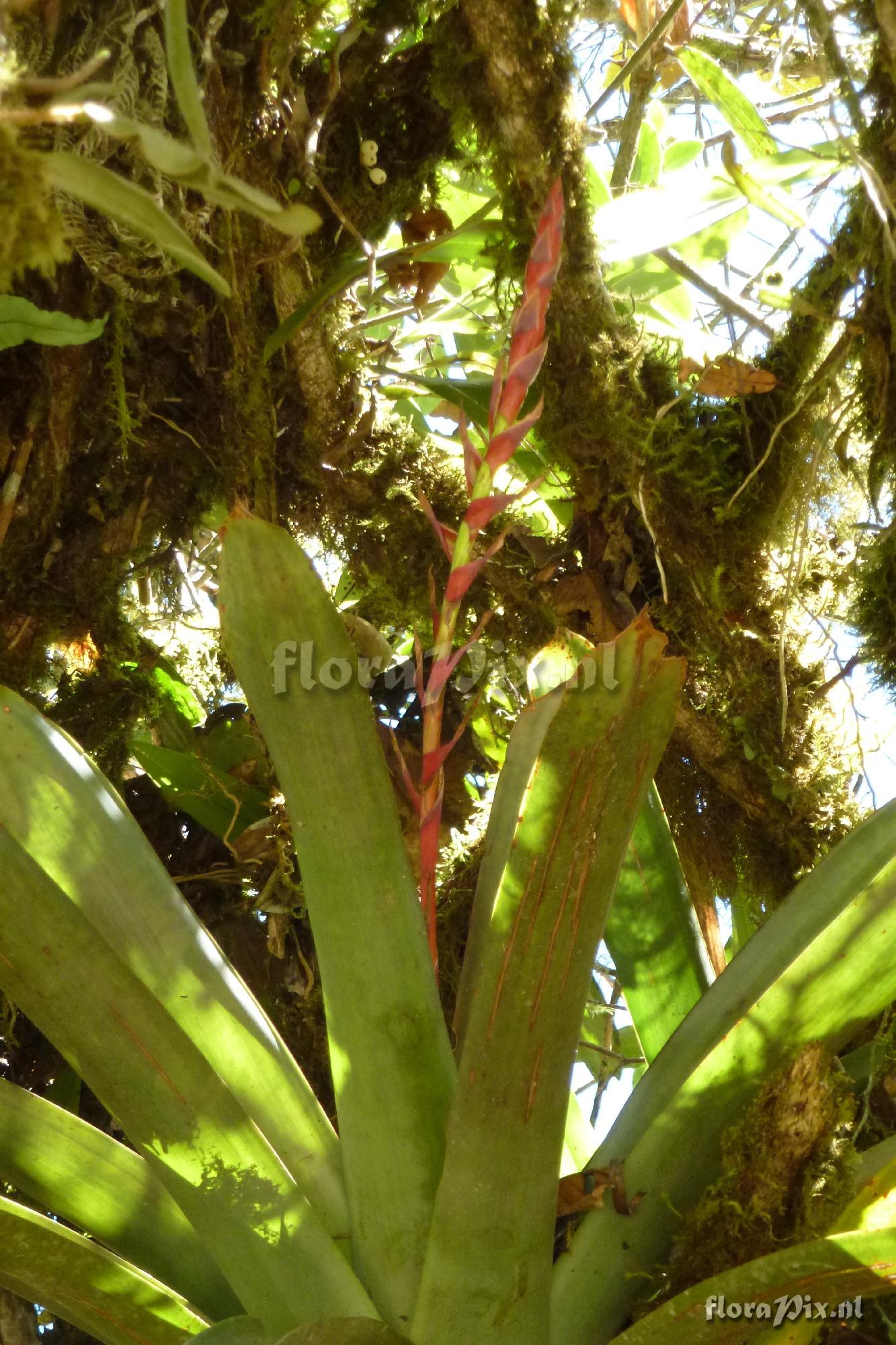 Tillandsia aff. asplundii