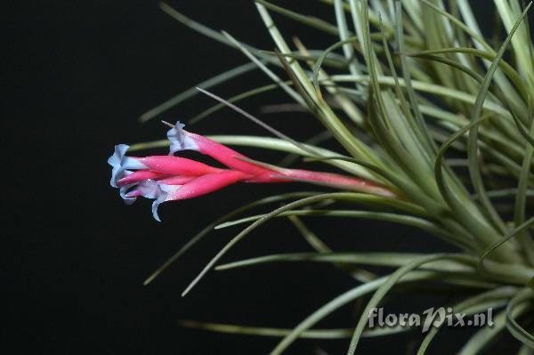 Tillandsia tenuifolia 2003GR01723