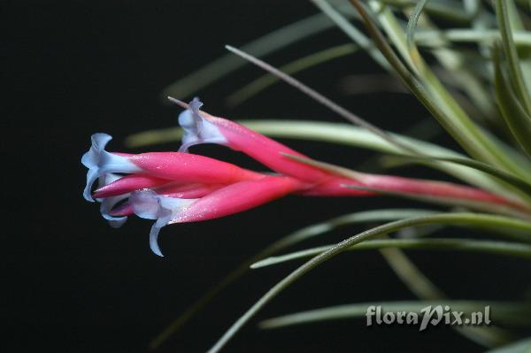 Tillandsia tenuifolia 2003GR01723