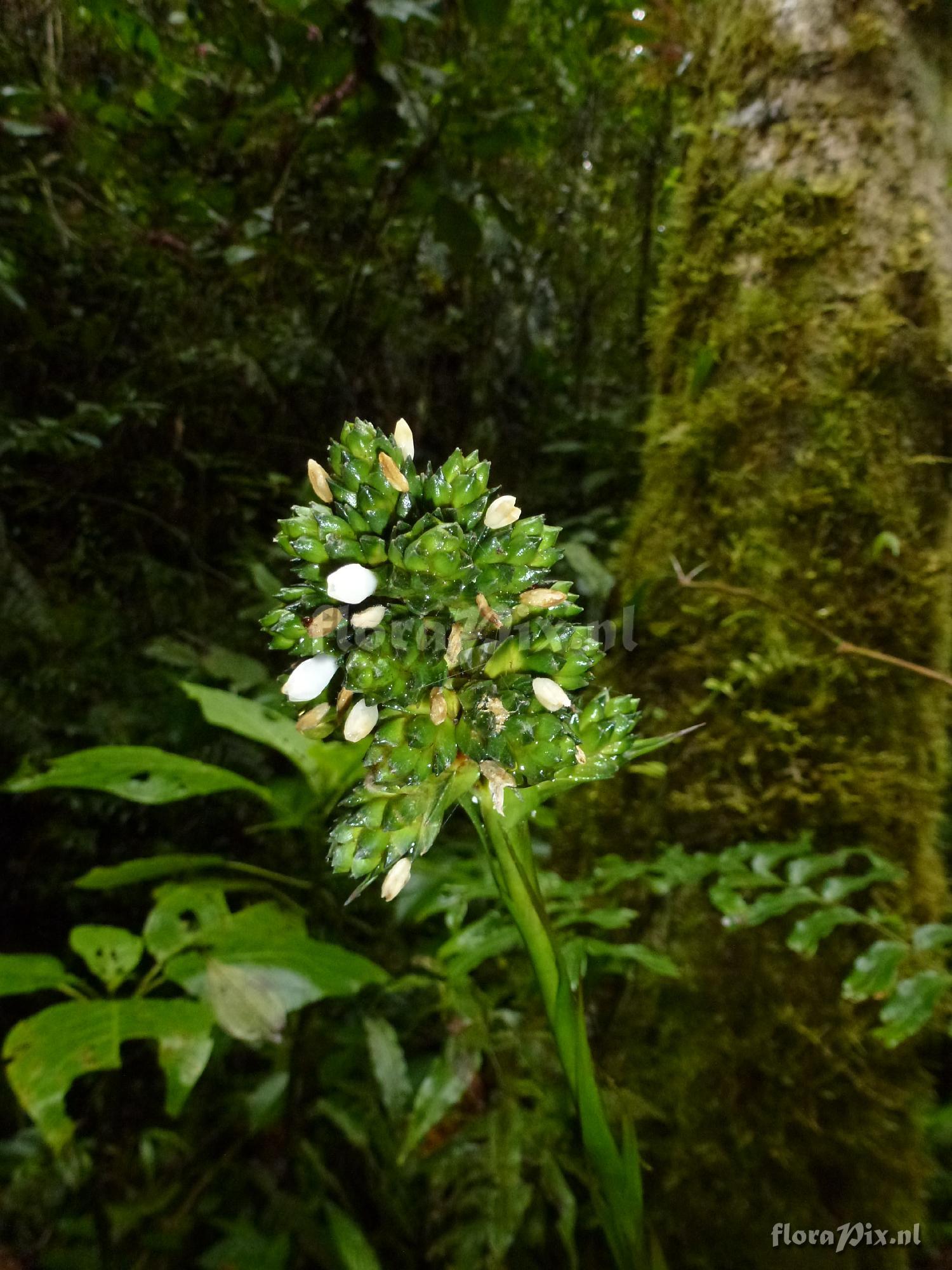 Guzmania aff. mitis 