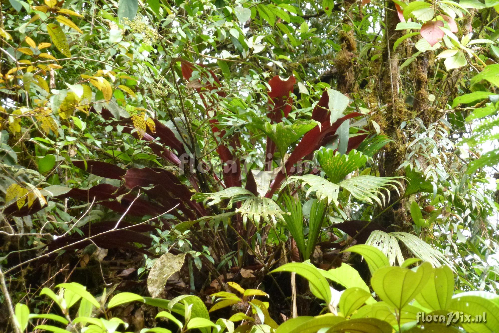Pitcairnia sp