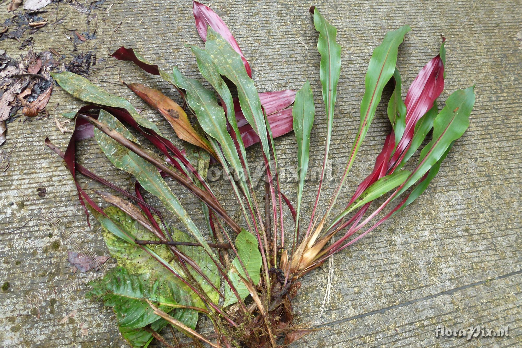 Pitcairnia sp