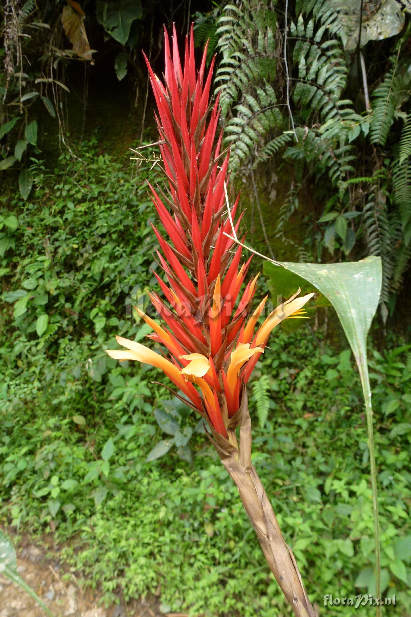 Pitcairnia sp?