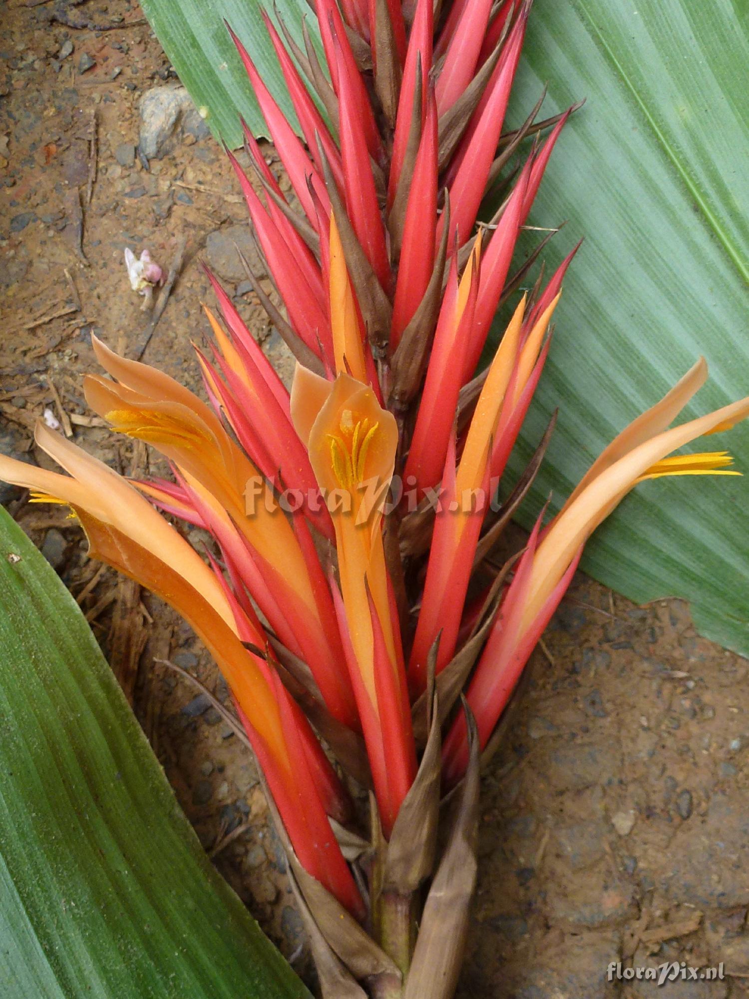 Pitcairnia sp?