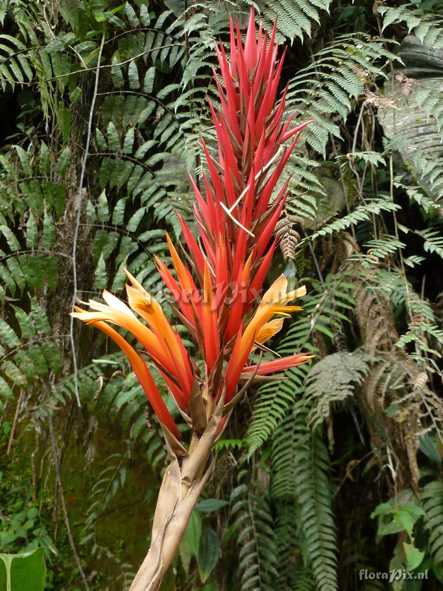 Pitcairnia sp