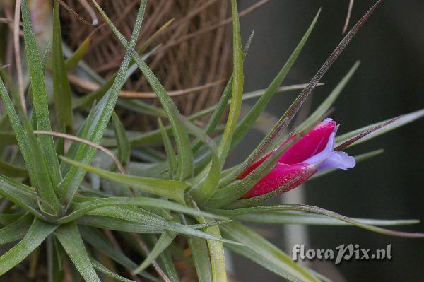 Tillandsia tenuifolia