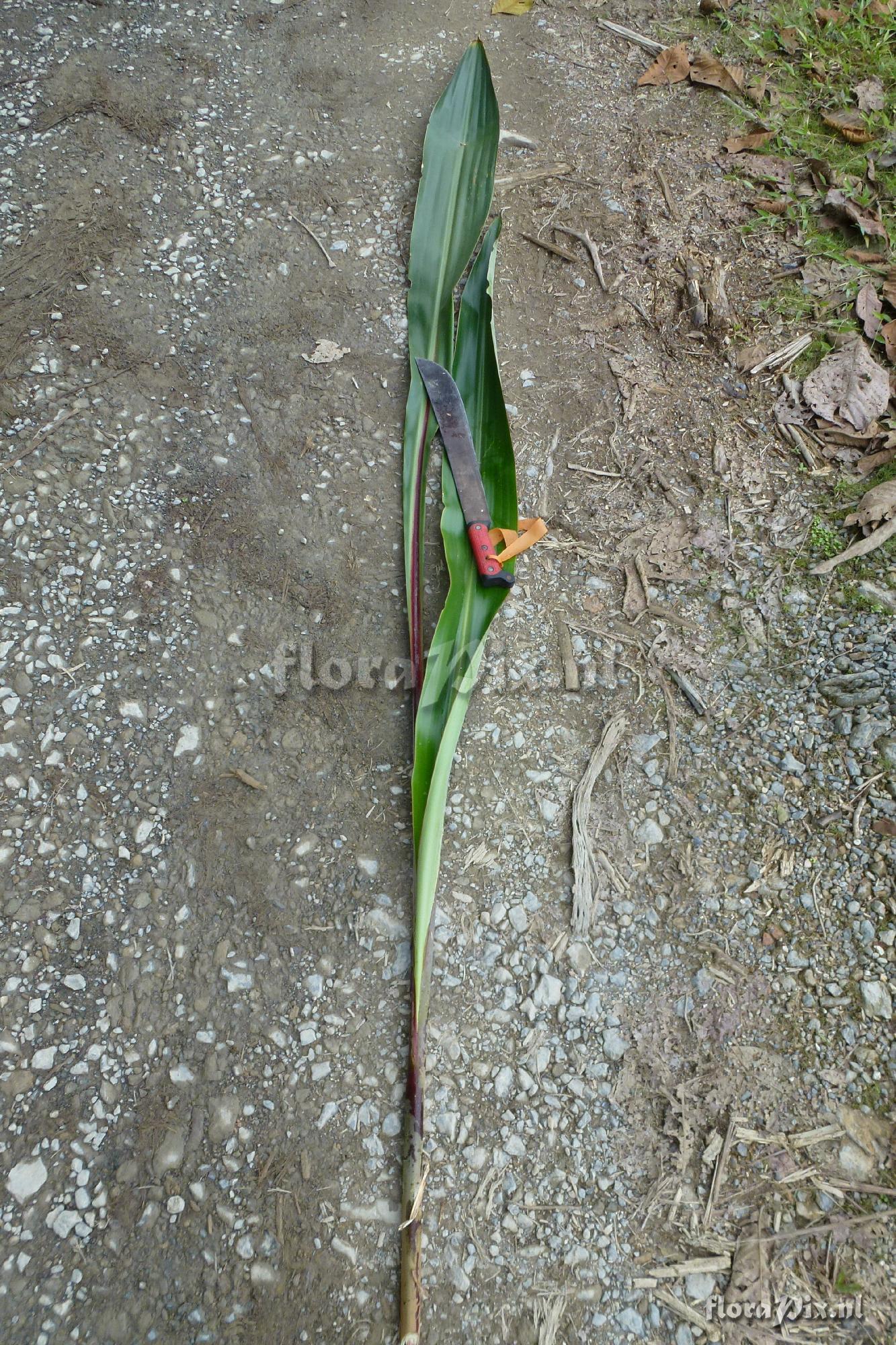 Pitcairnia sp
