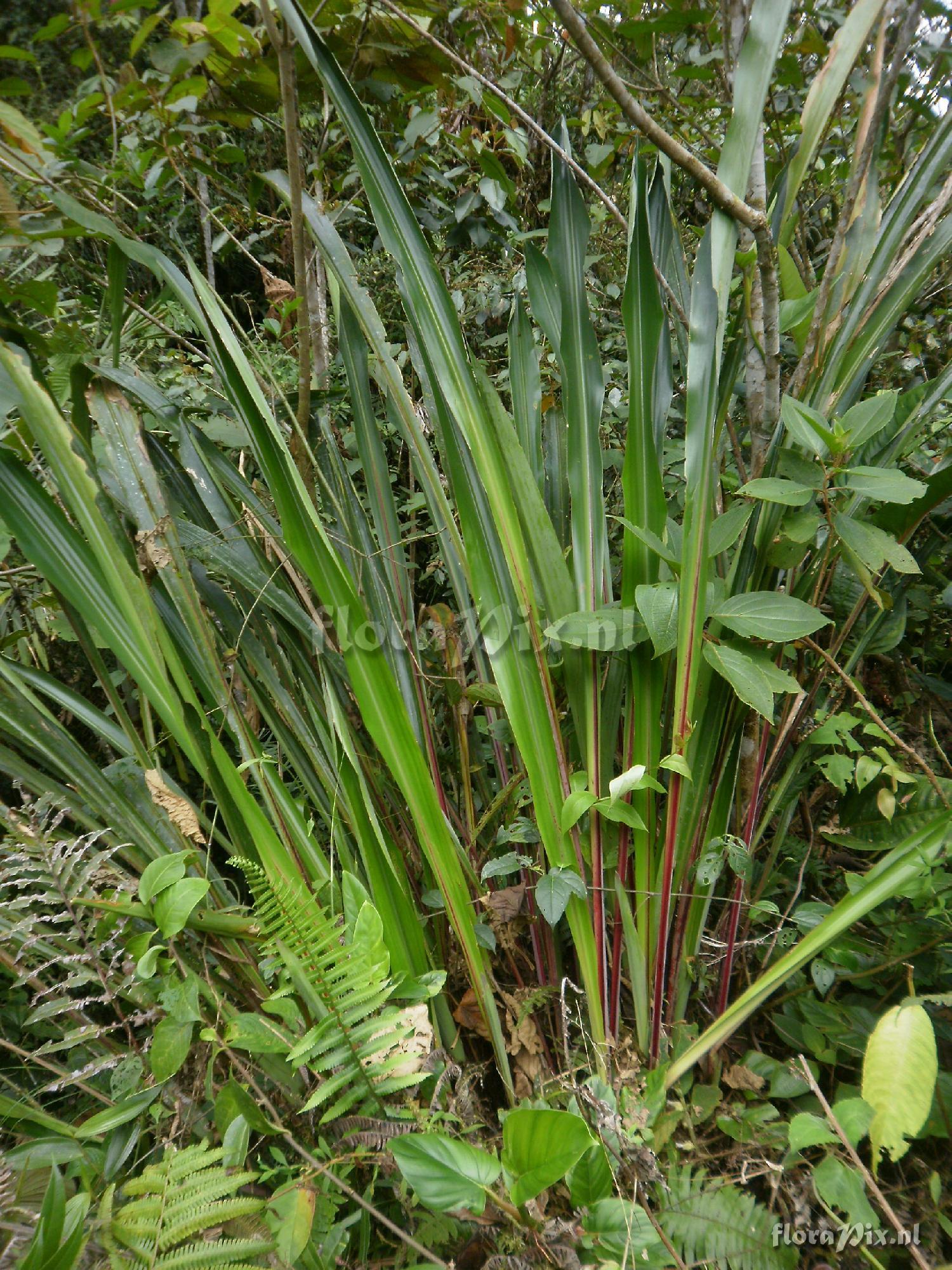 Pitcairnia sp