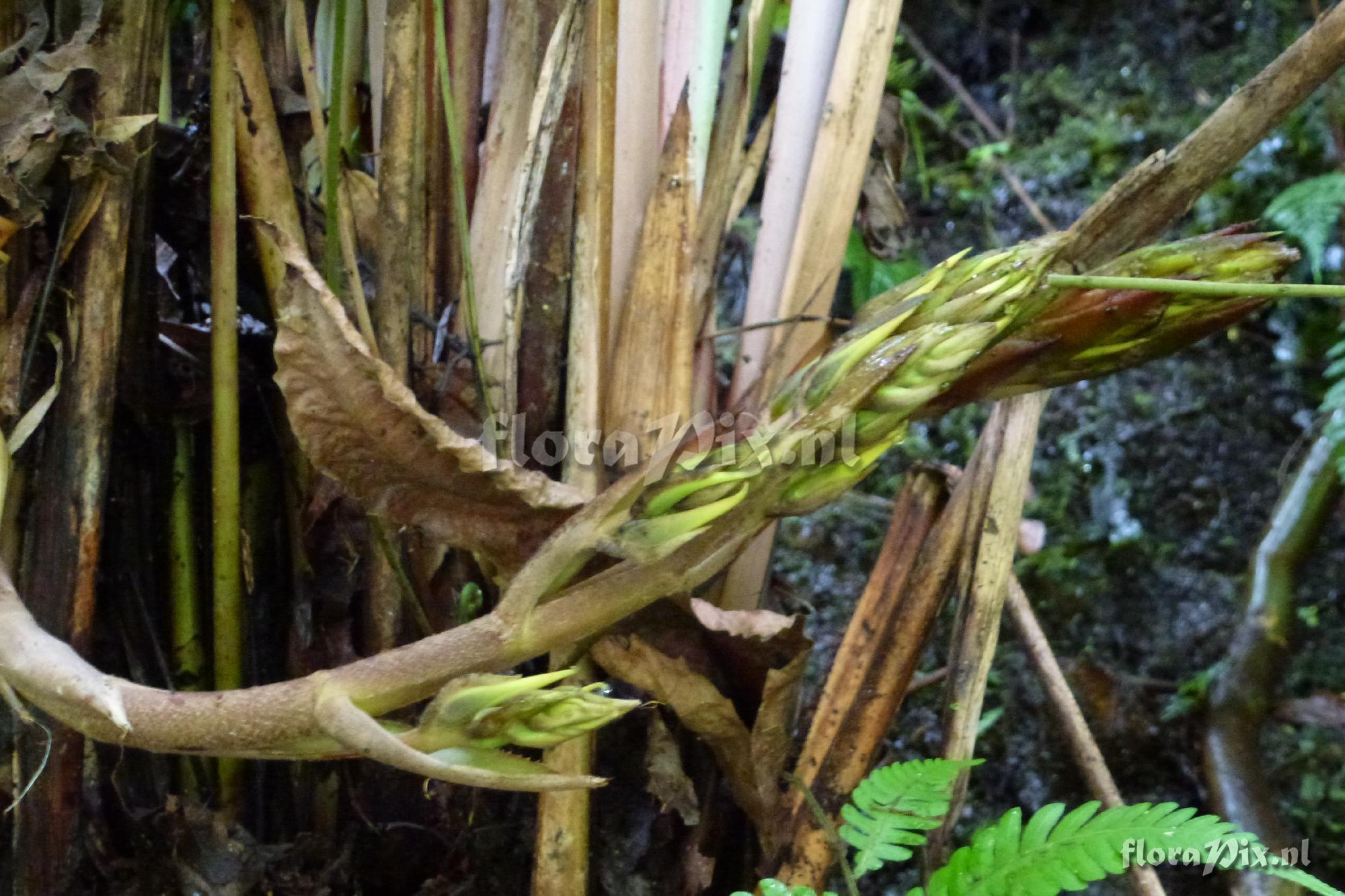 Pitcairnia sp
