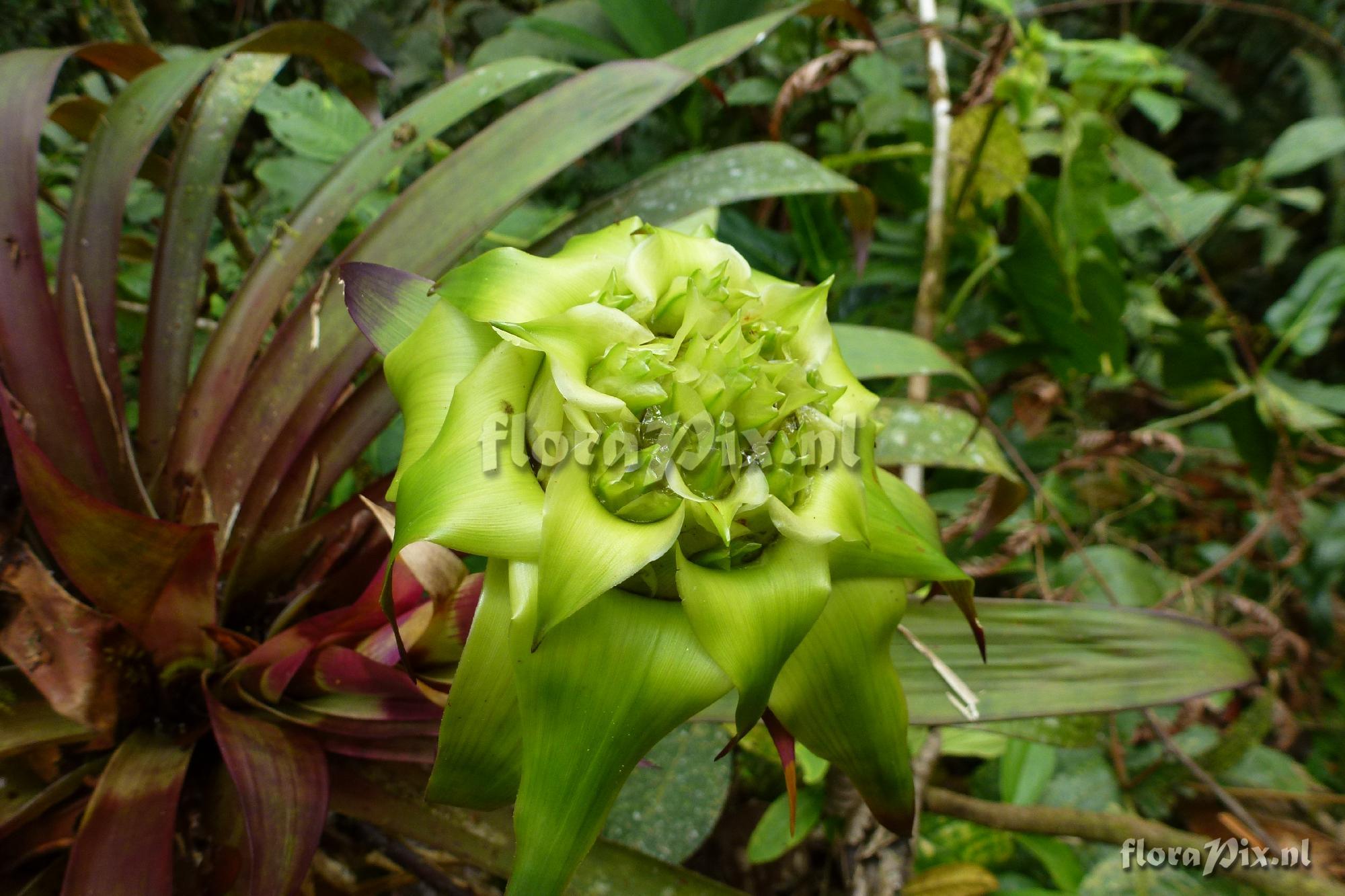 Guzmania sp?